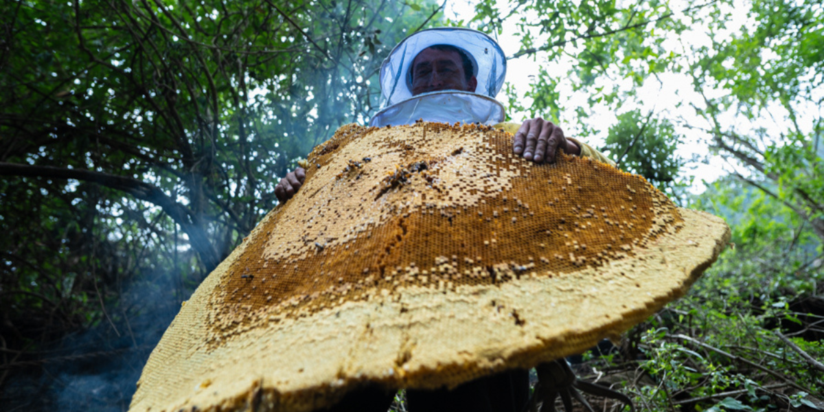 Short Nepal Honey Hunting Tour