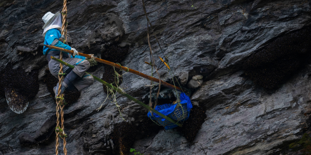 Honey Hunting in Lamjung